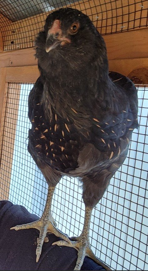 Wicked sitting on a shoulder